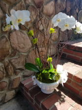 White Phalaenopsis Orchid in Ceramic Container Blooming Plant
