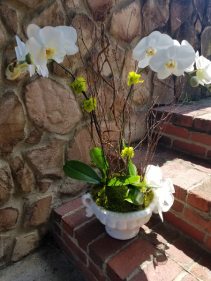 White Phalaenopsis Orchid in Ceramic Container Blooming Plant