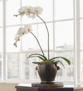   ORCHID FLOWERS  ROMA FLORIST WHITE PHALANOPSIS ORCHID