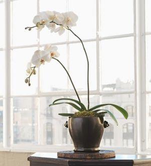   ORCHID FLOWERS  ROMA FLORIST WHITE PHALANOPSIS ORCHID