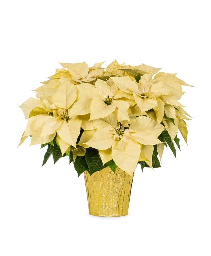 White Poinsettia 10" Preorder Pricing in effect until Nov 18th