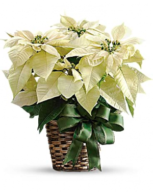 White Poinsettia 