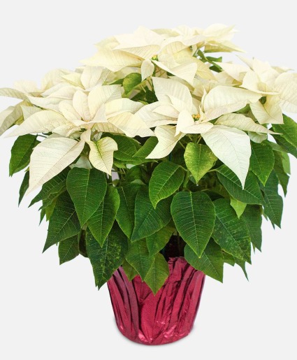 White Poinsettia 6" Preorder Pricing in effect until Nov 18th