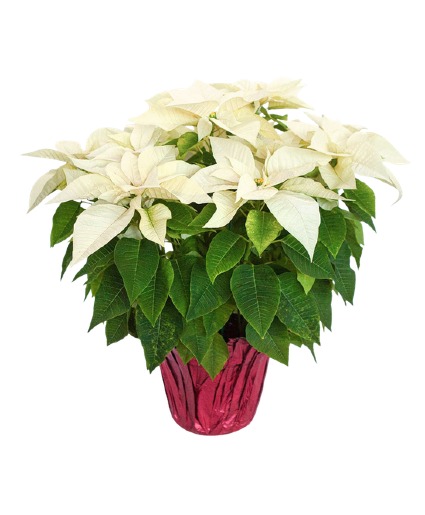 White Poinsettia 6" & 8"  Preorder Pricing in effect until Nov 18th