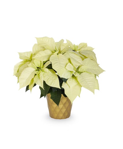 White Poinsettia 8" Preorder Pricing in effect until Nov 18th