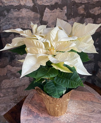  Large White Poinsettia Blooming Seasonal Plant