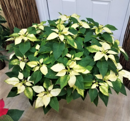 White Poinsettia  Plant