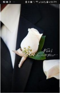 White Rose 