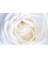 White Roses ROSE12