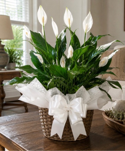 White Serenity Peace Lily Call Us for Faster Service & Daily Specials: (915) 303-8500 Text Us to Order Anytime: (915) 505-3708 Your trusted source for Flowers & Delivery in El Paso TX