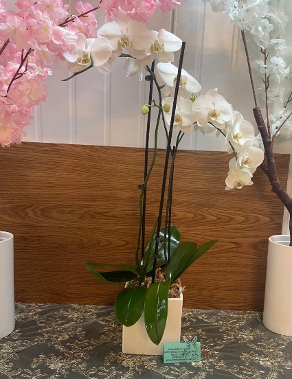 White two-stem swan orchid special   Swan Orchid