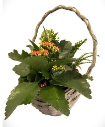 Wicker Basket - Light Grey Planter