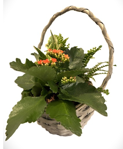 Wicker Basket - Light Grey Planter