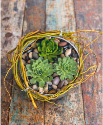 Wild aboutScculents Green & Blooming Plants
