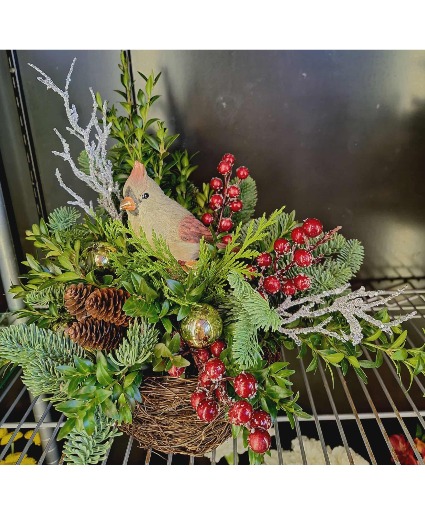 Winter Cardinal 