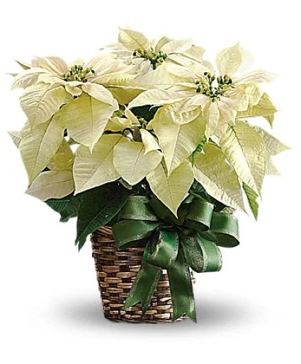 Winter White Poinsettia 