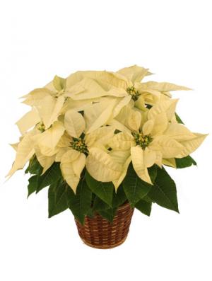 Winter White Poinsettia Blooming Plant