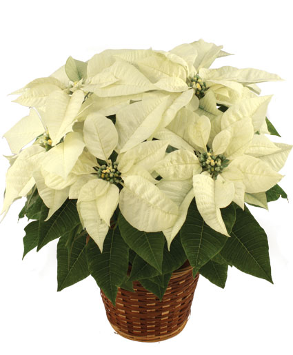 Winter White Poinsettia Blooming Plant