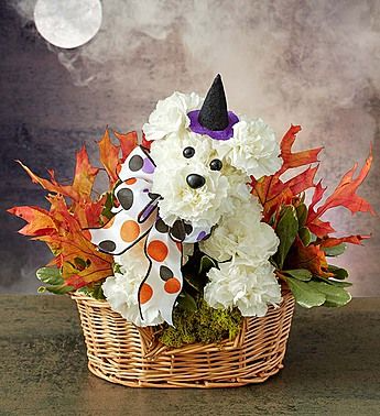 Witchy Dog 