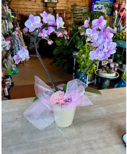 With Love Orchid Plant Shaped like a Heart