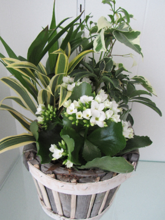 Wooden Planter Tropical House Plants