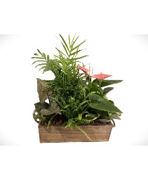 Wooden Box Mixed Plants Planter