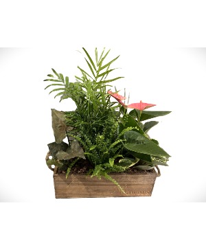 Wooden Box Mixed Plants Planter