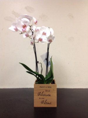 Wooden box planter 1 
