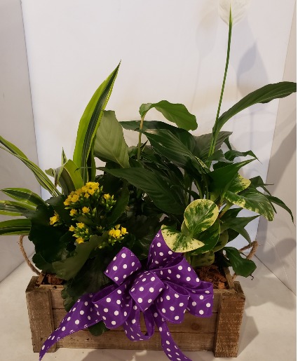 Wooden Crate of Tropical Plants Plants