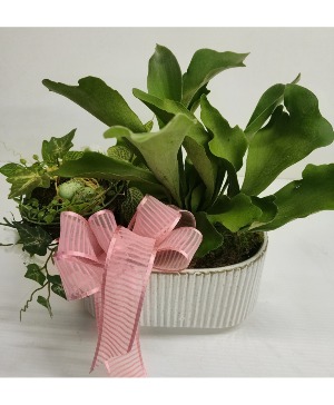Woodland Whisper Staghorn Garden 