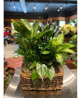 Woodsy Basket Dish Garden