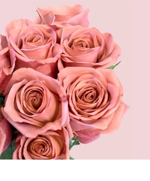Wrapped Roses w/ Daisy Accent Flowers Wrapped Flowers