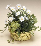 DISH GARDEN WITH FRESH CUTS,,,(P) Green Plant Basket