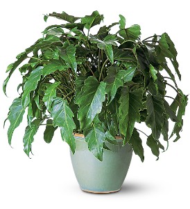 Xanadu Philodendron Plant