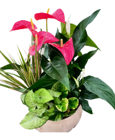 XL Cream Anthurium Planter 