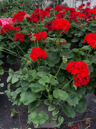 XL Geranium mixed pot- Assorted Colors Greenhouse