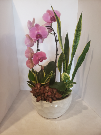 XL orchid Arrangemnet Planter