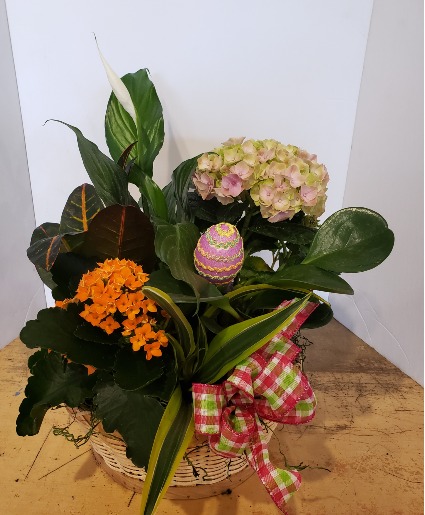 XL spring basket Plants