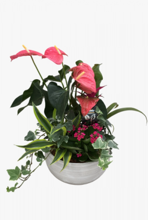 XL White wash Anthurium Planter Tropical 