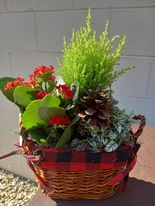 Xmas Live Plant basket 