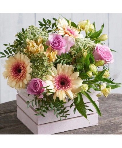 Yellow and Pink Gerber Daisies 