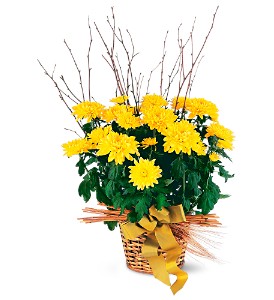 YELLOW CHRYSANTHEMUM 