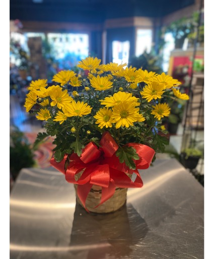 Yellow Daisy Mum Blooming Plant 