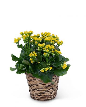 Yellow Kalanchoe Plant Plant