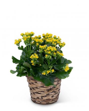 Yellow Kalanchoe Plant Plant