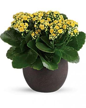 Yellow Kalanchoes Plant 