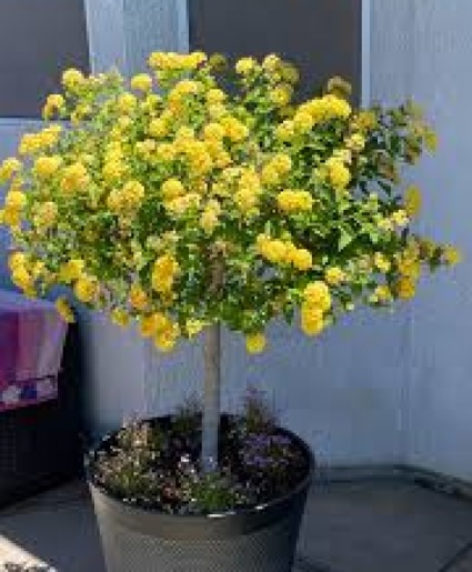 Yellow Lantana Tree Topiary- ONE LEFT