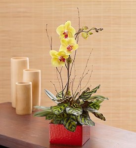YELLOW ORCHID DISH GARDEN ONE YELLOW SPIKE ORCHID,& GREEN PLANTERS