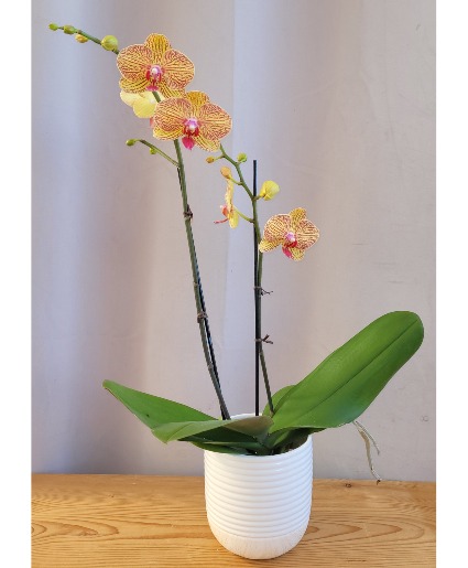 Orchid Plant in a Ceramic Container House Plant