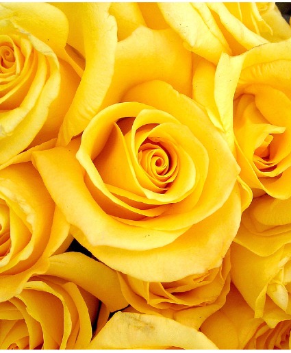 Yellow  Roses Available in 1 Dozen, 2 Dozen and 3 Dozen
